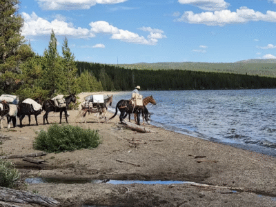 Yellowstone Horse & Mule: Bechler Trail Yellowstone